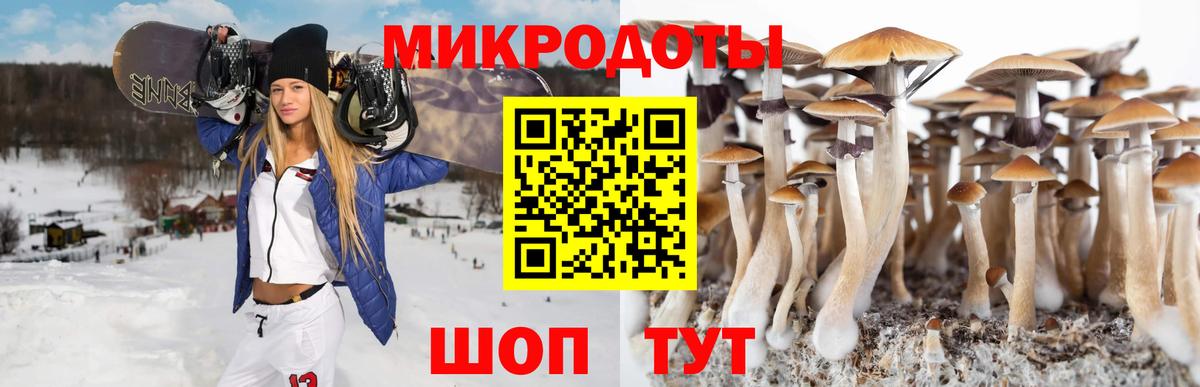 Псилоцибиновые грибы Psilocybe Советск